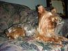 I have my Yorkies!-shel-compressed.jpg