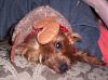 Red legged Yorkie-100_3700.jpg