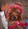 Red legged Yorkie-peanut22.jpg