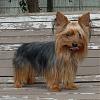 Red legged Yorkie-july-049_lexi.jpg