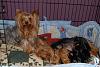 Red legged Yorkie-sept-166_pups_1.5wks.jpg