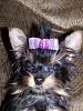 A picture of Jasmine in her new bow-jasmine-024.jpg