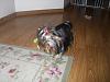 Roxie is 1 today!!-roxie1stbd-008-600-x-450-.jpg