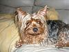 Curly haired yorkie?!?-p1000178-1-.jpg