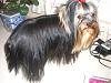 Roxie's coat is coming along-1005-012-600-x-450-.jpg