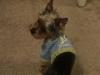 What is your Yorkie wearing for the Holiday?-dsc00791-small-.jpg