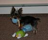 Funny Pictures of your Yorkie!-n507629150_816374_8410-1.jpg