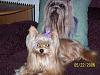yorkie pom mix?-littlegirlmay.jpg