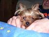 Funny Pictures of your Yorkie!-tino.jpg