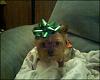 Funny Pictures of your Yorkie!-xmaspup.jpg