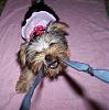 Funny Pictures of your Yorkie!-dont-take-.jpg