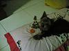 Funny Pictures of your Yorkie!-09092008.jpg