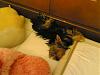 Funny Pictures of your Yorkie!-18092008-002-.jpg