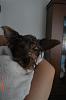 Funny Pictures of your Yorkie!-dsc09331-small-.jpg