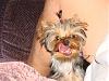 Funny Pictures of your Yorkie!-hot-rod-maggie-10-06-08-3-.jpg