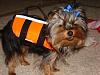 Funny Pictures of your Yorkie!-dsc05602.jpg