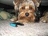 Funny Pictures of your Yorkie!-img_5785.jpg