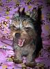 Funny Pictures of your Yorkie!-100_2378.jpg