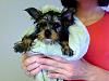 Funny Pictures of your Yorkie!-photo-77.jpg