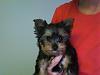 Funny Pictures of your Yorkie!-photo-83.jpg