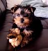 My Yorkie's Ears-photo-70_2.jpg