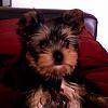 My Yorkie's Ears-photo-72.jpg