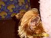 Funny Pictures of your Yorkie!-remi-bobo2.jpg