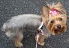 Pics of 6-7 pound yorkies-bye-bye-puppy-coat-1.jpg