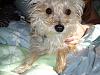 Yorkie Poos?-dsc03176.jpg