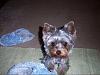 Everyone With 3+ Yorkies-----A Big Applause To You-100_4964.jpg.jpg