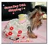 My Yorkie Dressed in *FurBabiesDress*-angelwingmodel1.jpg