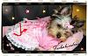 My Yorkie Dressed in *FurBabiesDress*-spinkpearlbao1.jpg