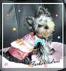 My Yorkie Dressed in *FurBabiesDress*-pinkstrawberrybao1.jpg