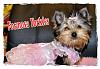 My Yorkie Dressed in *FurBabiesDress*-cutebao4monthdress.jpg