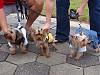 2008 Poochie Parade-bernie-bella-baxter-start-poochie-parade.jpg