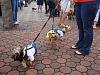 2008 Poochie Parade-bernie-baxter-bella-waiting-parade.jpg