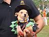 2008 Poochie Parade-cute-little-witch.jpg