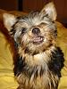 Suri the new Covergirl (Coveryorkie)?-suri-3.jpg