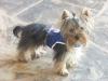 New Yorkie Luv'n Member-k9cheer-018.jpg