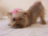 New Yorkie Luv'n Member-prettychai091605-028.jpg