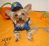 YorkieTalk Fourth Annual Halloween Contest (2008) - SUBMIT YOUR ENTRIES!-th_dsc04912-1.jpg