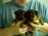 Oct. babies(& around there)-puppys-1-.jpg