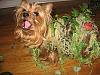 YorkieTalk Fourth Annual Halloween Contest (2008) - SUBMIT YOUR ENTRIES!-swampthing.jpg