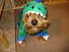 YorkieTalk Fourth Annual Halloween Contest (2008) - SUBMIT YOUR ENTRIES!-franklin1.jpg