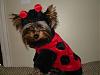 So who all will be attending the Petsmart Halloween Contest tonight??-l_dc04feb8560a4fa8b6ccd85d8e19dcd9.jpg