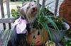 YorkieTalk Fourth Annual Halloween Contest (2008) - SUBMIT YOUR ENTRIES!-pebbles-angel.jpg