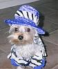 YorkieTalk Fourth Annual Halloween Contest (2008) - SUBMIT YOUR ENTRIES!-13110017.jpg