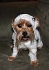 YorkieTalk Fourth Annual Halloween Contest (2008) - SUBMIT YOUR ENTRIES!-armanimummy450.jpg