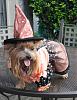 YorkieTalk Fourth Annual Halloween Contest (2008) - SUBMIT YOUR ENTRIES!-adina2450.jpg