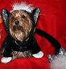 YorkieTalk Fourth Annual Halloween Contest (2008) - SUBMIT YOUR ENTRIES!-pippiecat3-450.jpg